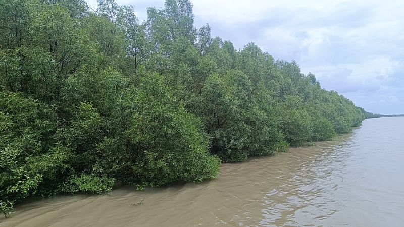 সুন্দরবনের শাকবাড়িয়া নদীর তীরে কেওড়া বন। গতকাল বৃহস্পতিবার তোলা